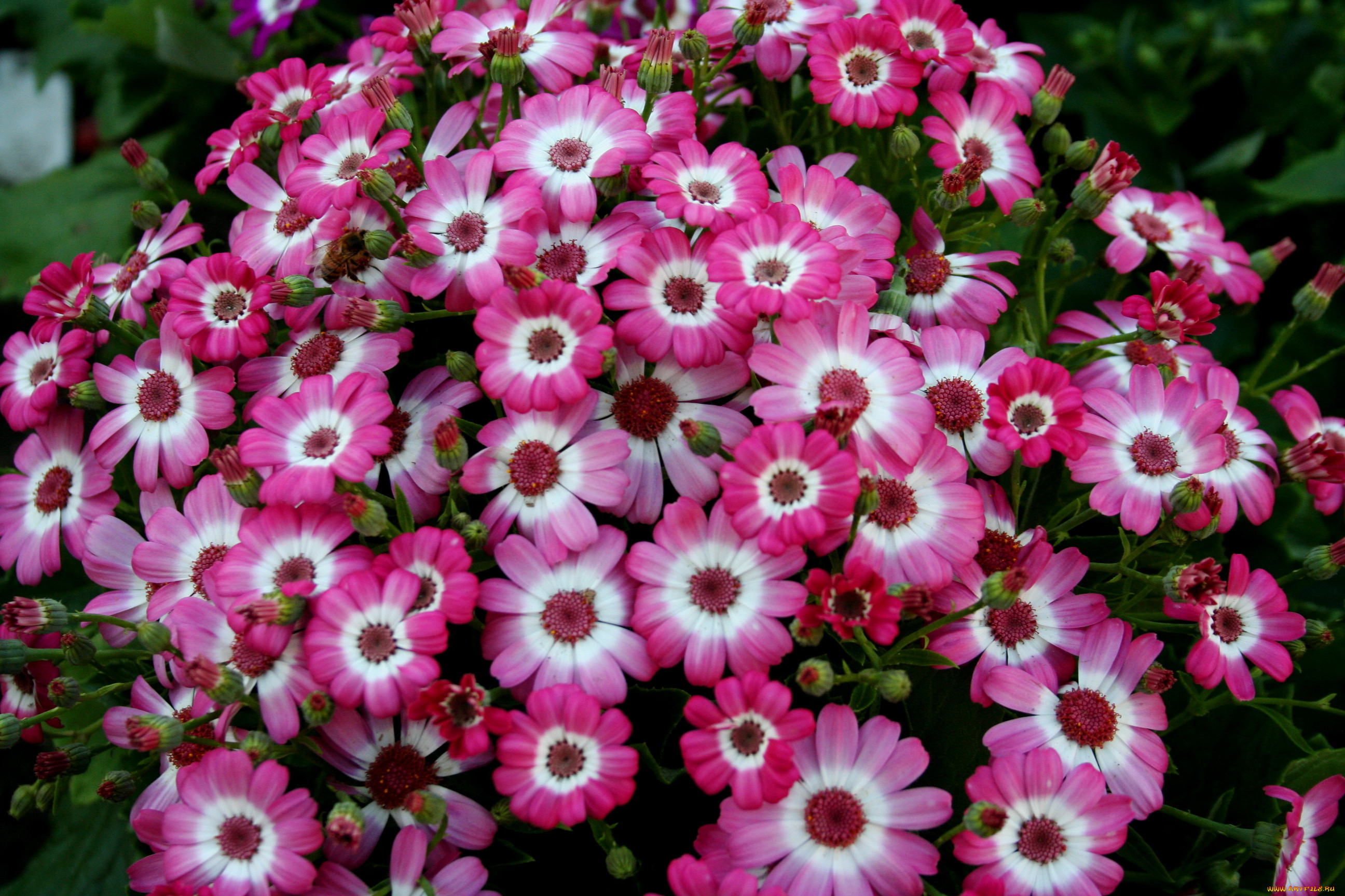 , , cineraria, , 